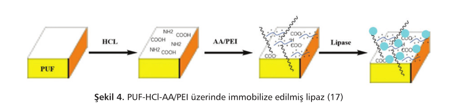 immobilize edilmiş lipaz