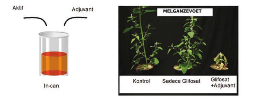 Şekil 2. Adjuvant kullanımının Glifosat etkinliğine katkısı