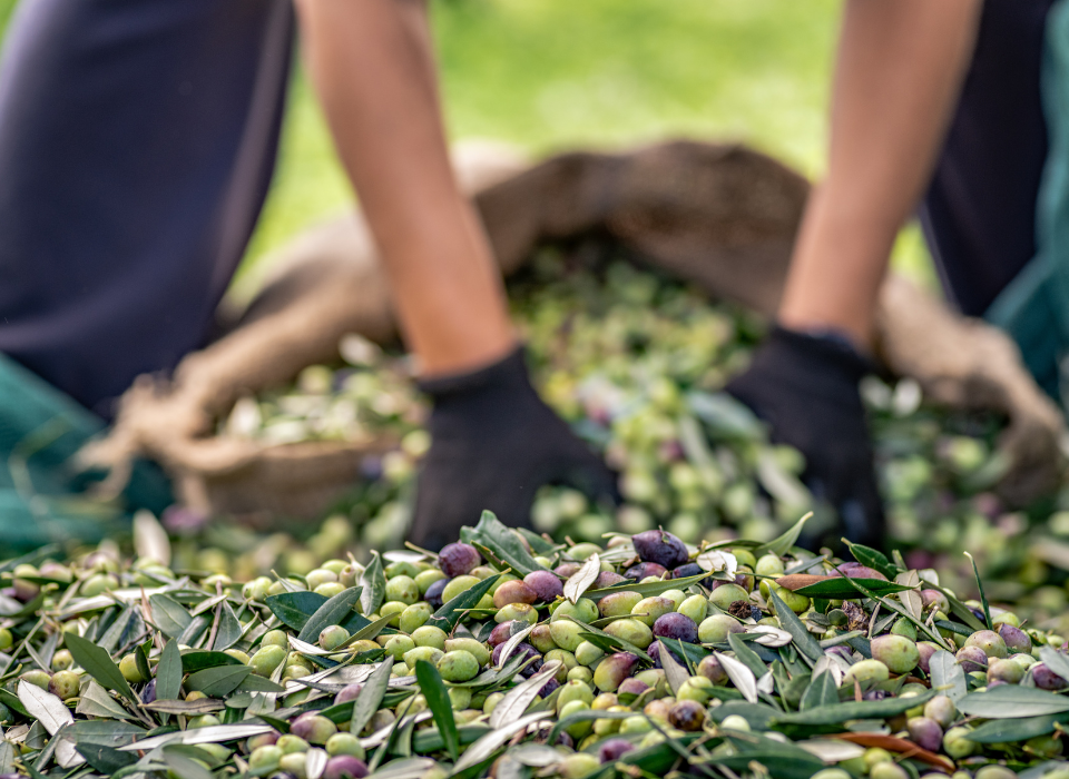 Sofralık Zeytin İhracatında 255 Milyon Dolarlık Tarihi Rekor 