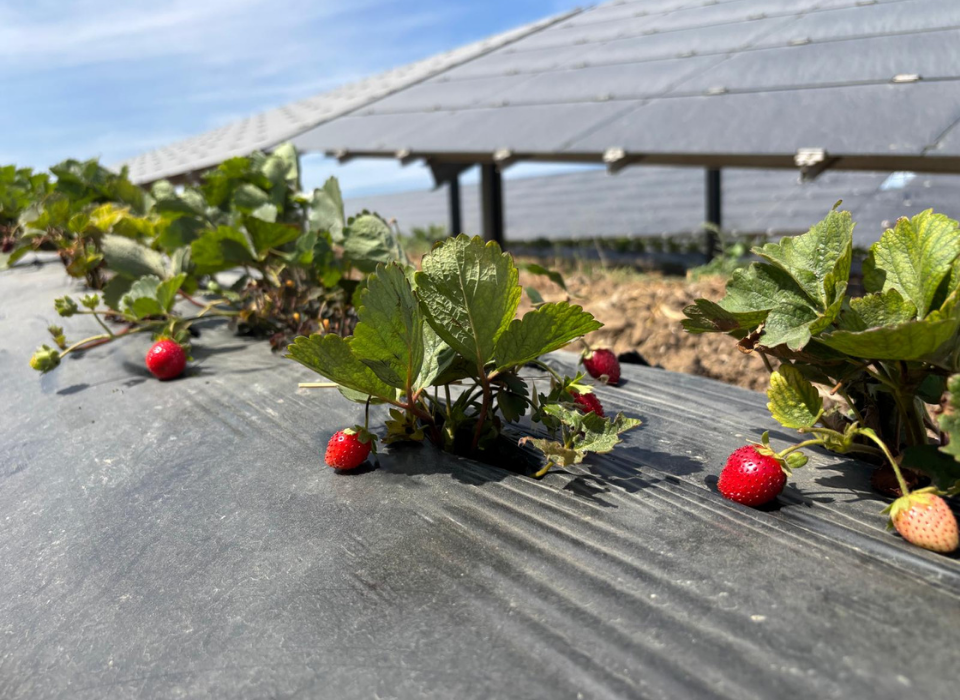 Enerjisa Üretim Agrivoltaik Tarım Uygulamaları ile 5 Ton Hasat Yaptı