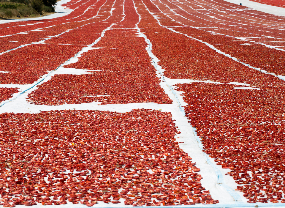Kuru Domates İhracatı 100 Milyon Doları Aştı