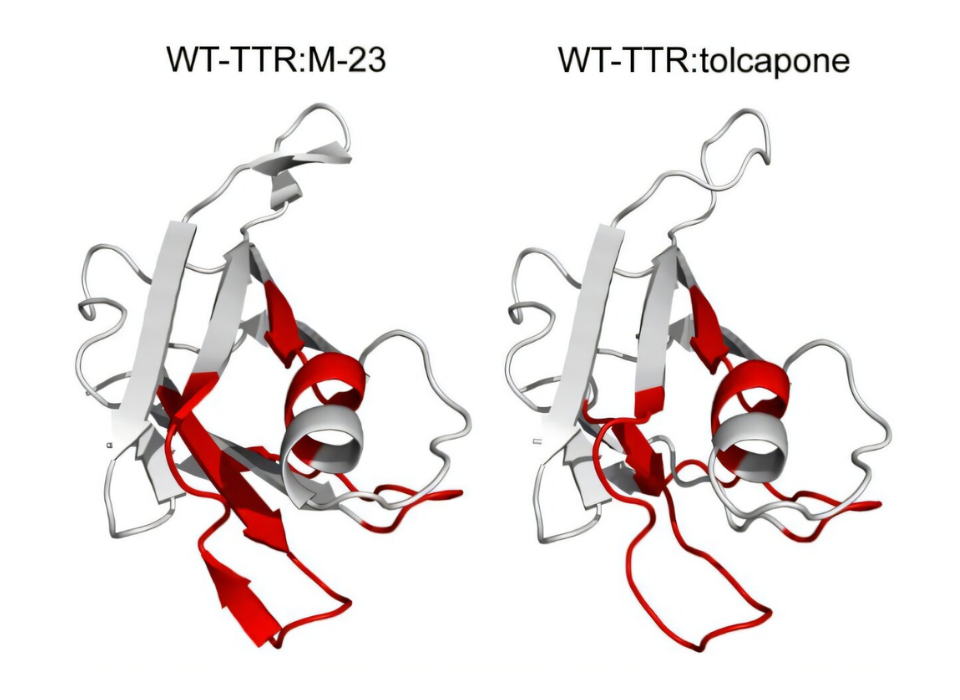 Kişiselleştirilmiş İlaç Tasarımında Yeni Adım: TTR Mutasyonları Haritalanıyor