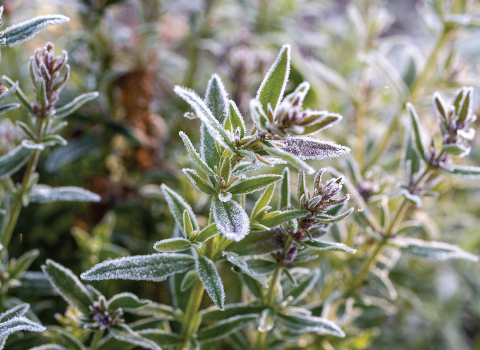 Kekik Özütünün Tıbbi Faydalarından Nanodozlama Yoluyla Yararlanmak