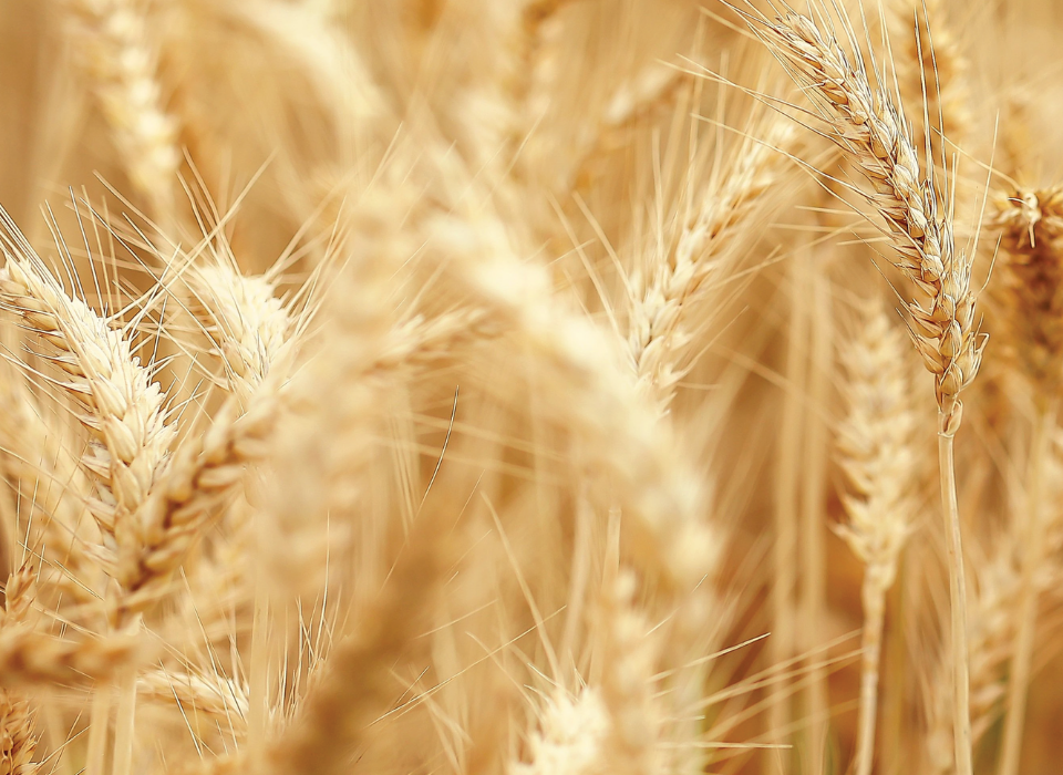 2025’te Küresel Gıda Durumu