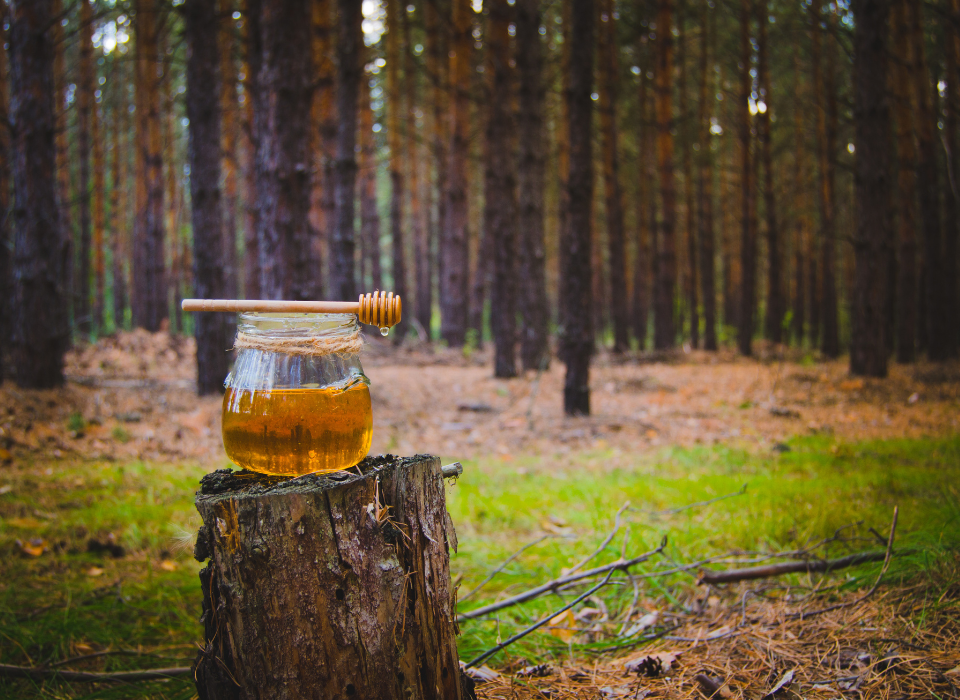 Türk Çam Balı, Küresel Pazarda Premium Segmente Hazırlanıyor