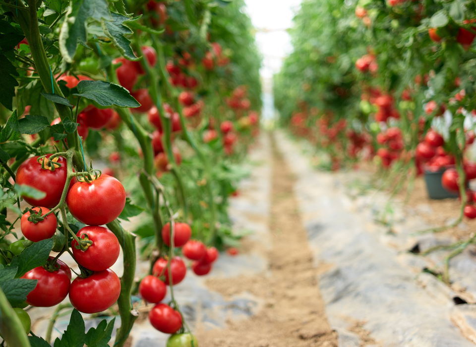 Ege Yaş Meyve Sebze İhracatçıları Birliği’nden Sürdürülebilir Üretimde Öncü Adımlar