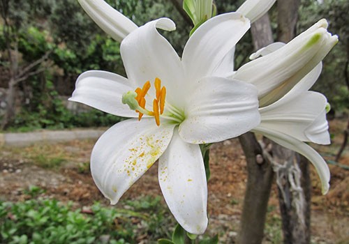 Lilium candidum çiçekleri endüstriyel amaçlı kullanılabilirliği