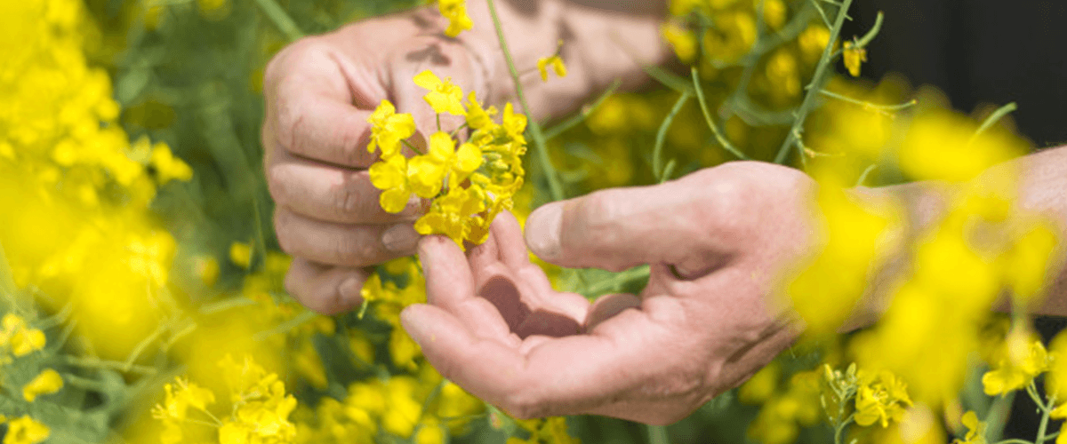 BASF, Bayer’den İş Birimi ve Varlık Alımlarını Tamamlıyor