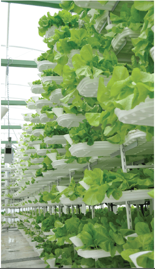 Vertical Agriculture