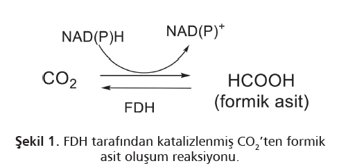 Format Dehidrogenaz: Karbondioksitten Formik Asit Sentezi için Alternatif bir Çözüm