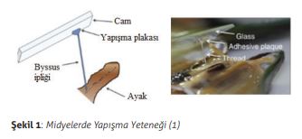  Midyelerde Yapışma Yeteneği (1)