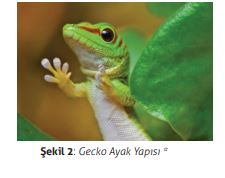  Gecko Ayak Yapısı *