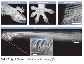  Ayak Yapısı ve Setalar (Mikro kıllar) (5)