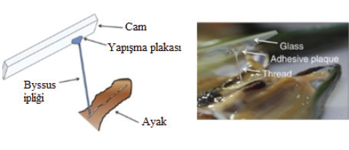 Şekil 1: Midyelerde Yapışma Yeteneği (1)