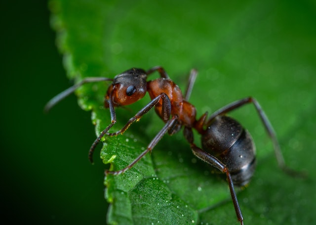 Adhesiveness in Ants