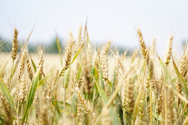 Glutensiz Olarak Adlandırılan Gıdalardan Gluten Çıktı