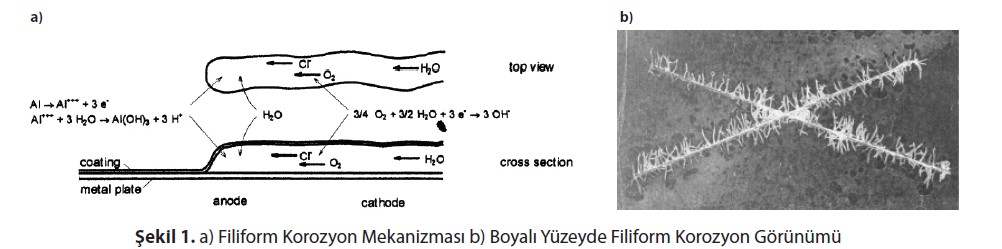 Filiform Korozyon Mekanizması b) Boyalı Yüzeyde Filiform Korozyon Görünümü