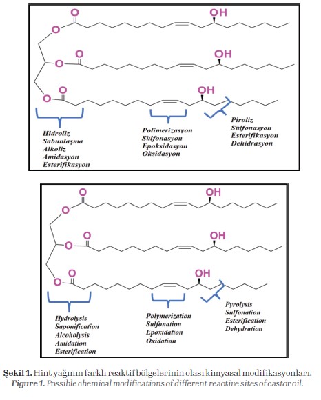 Possible chemical modifications of different reactive sites of castor oil.