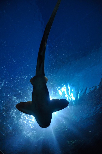 Researchers Study Adhesion System of Remora Fish