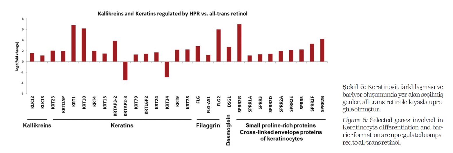 Keratinosit farklılaşması ve bariyer oluşumunda yer alan seçilmiş genler, all-trans retinole kıyasla upregüle olmuştur.