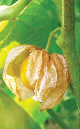 Physalis Angulata