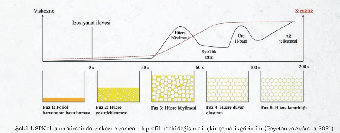 Katalizörlerin Sert Poliüretan Köpüklerin Hücre Oluşum
Mekanizmasındaki Rolleri